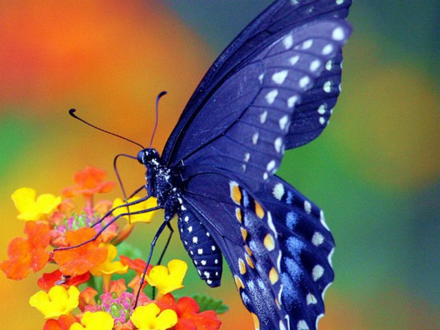 Все о бабочках в Хабаровске | ЗооТом портал о животных