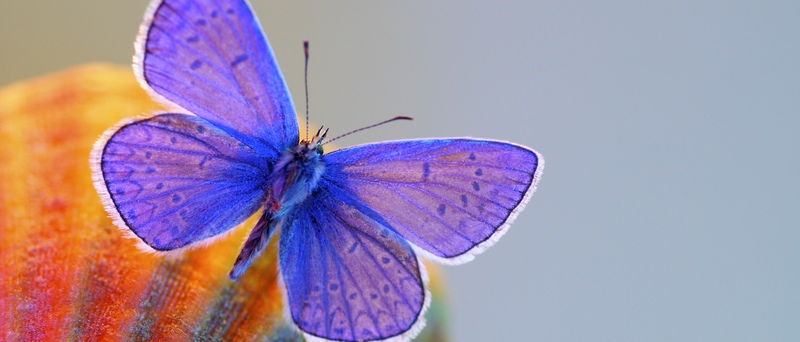 Все о бабочках в Хабаровске | ЗооТом портал о животных