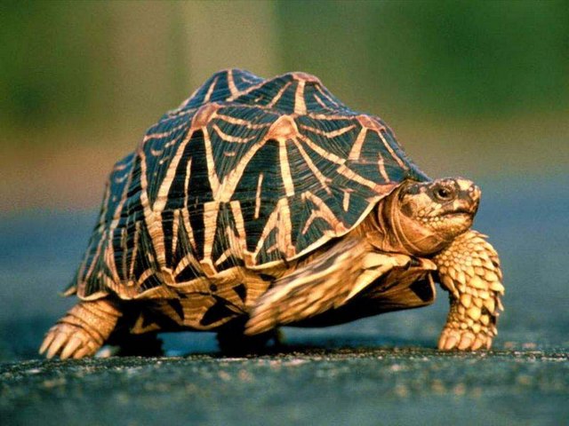 Все о черепахах в Хабаровске | ЗооТом портал о животных