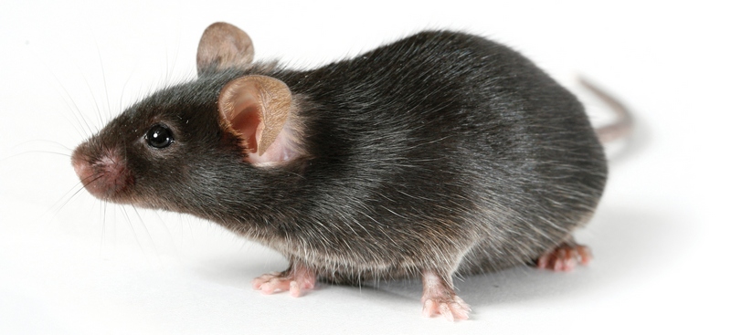 Все о крысах в Хабаровске | ЗооТом портал о животных