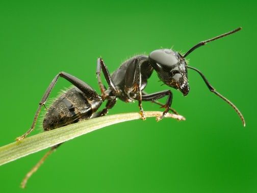 Все о муравьях в Хабаровске | ЗооТом портал о животных