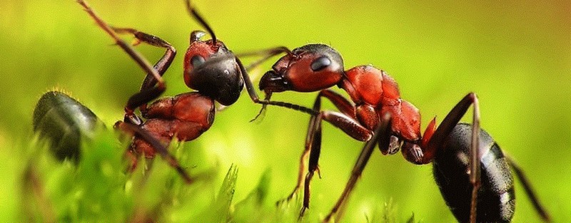 Все о муравьях в Хабаровске | ЗооТом портал о животных
