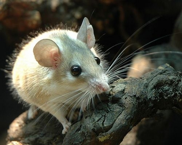 Все о мышах в Хабаровске | ЗооТом - продажа, вязка и услуги для животных в Хабаровске