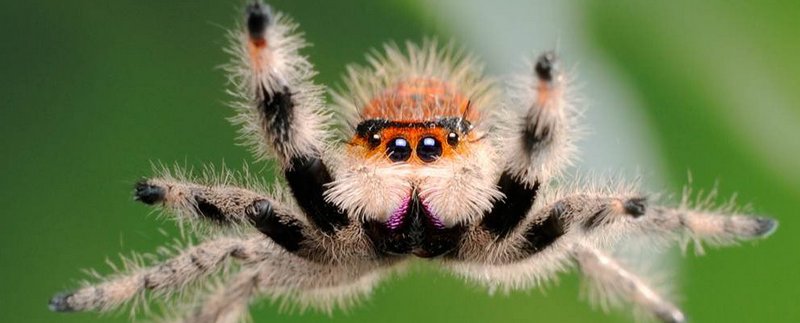 Все о пауках в Хабаровске | ЗооТом портал о животных