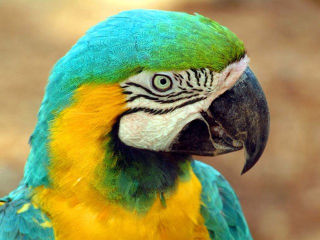 Все о попугаях в Хабаровске | ЗооТом портал о животных