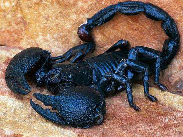 Все о скорпионах в Хабаровске | ЗооТом портал о животных