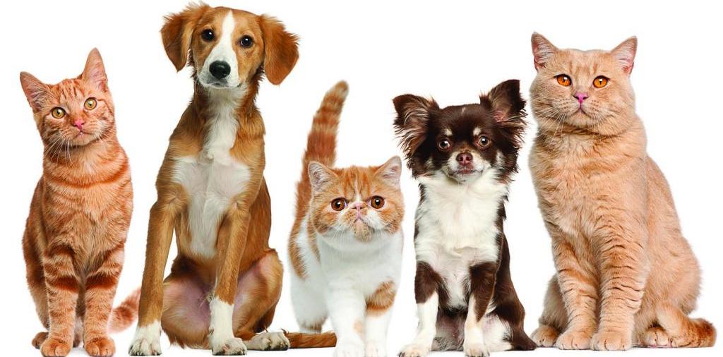 Доска объявлений о животных | ЗооТом - продажа, вязка и услуги для животных в Хабаровске