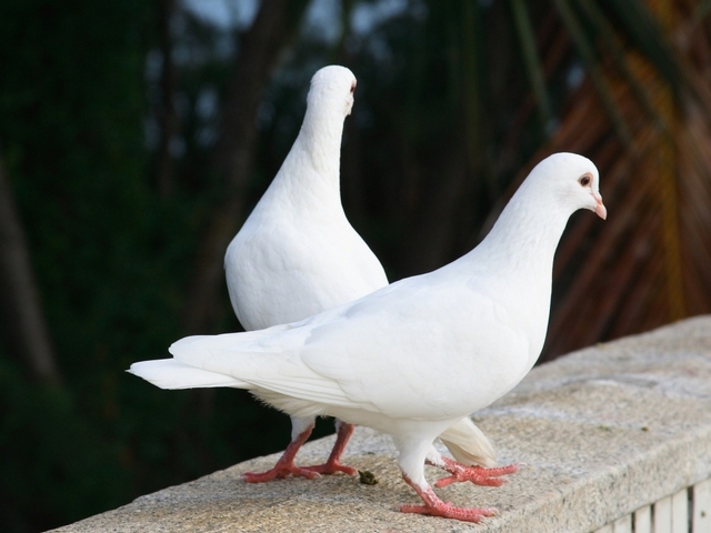 Все о голубях | ЗооТом - продажа, вязка и услуги для животных в Хабаровске