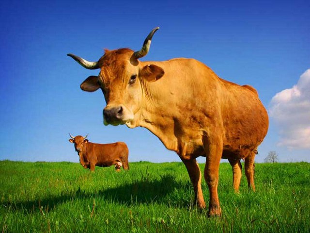 Все о коровах в Хабаровске | ЗооТом портал о животных