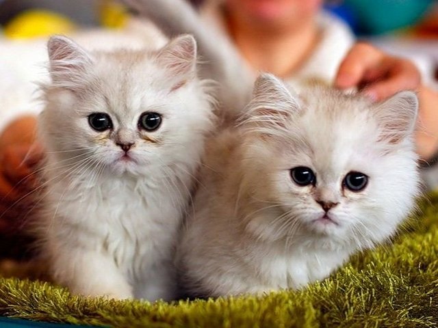 Породы кошек в Хабаровске | ЗооТом портал о животных