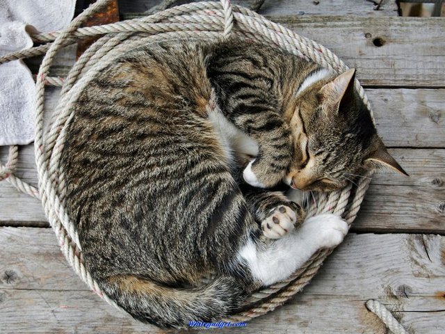 Все о кошках в Хабаровске | ЗооТом портал о животных