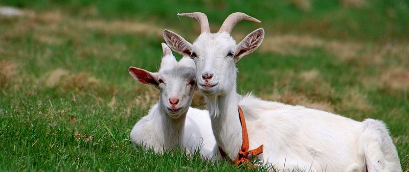 Все о козах в Хабаровске | ЗооТом портал о животных