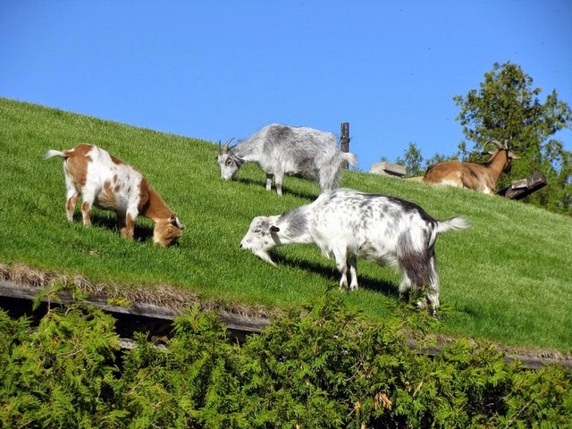 Все о козах в Хабаровске | ЗооТом портал о животных