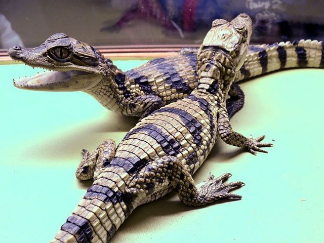 Все о крокодилах в Хабаровске | ЗооТом портал о животных