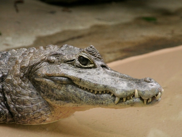 Все о крокодилах в Хабаровске | ЗооТом портал о животных