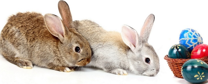 Все о кроликах в Хабаровске | ЗооТом портал о животных