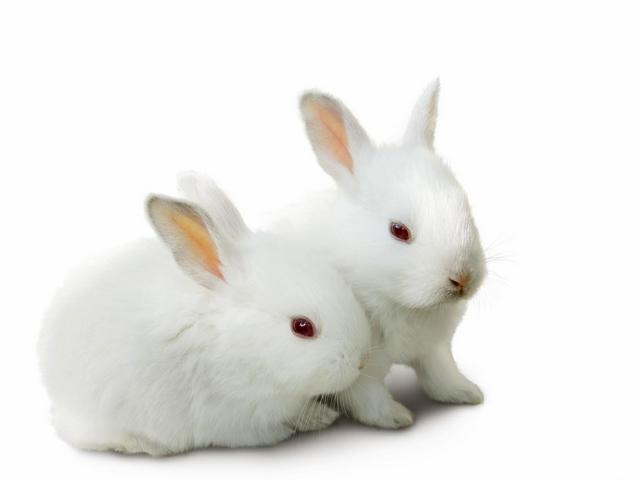 Все о кроликах в Хабаровске | ЗооТом портал о животных