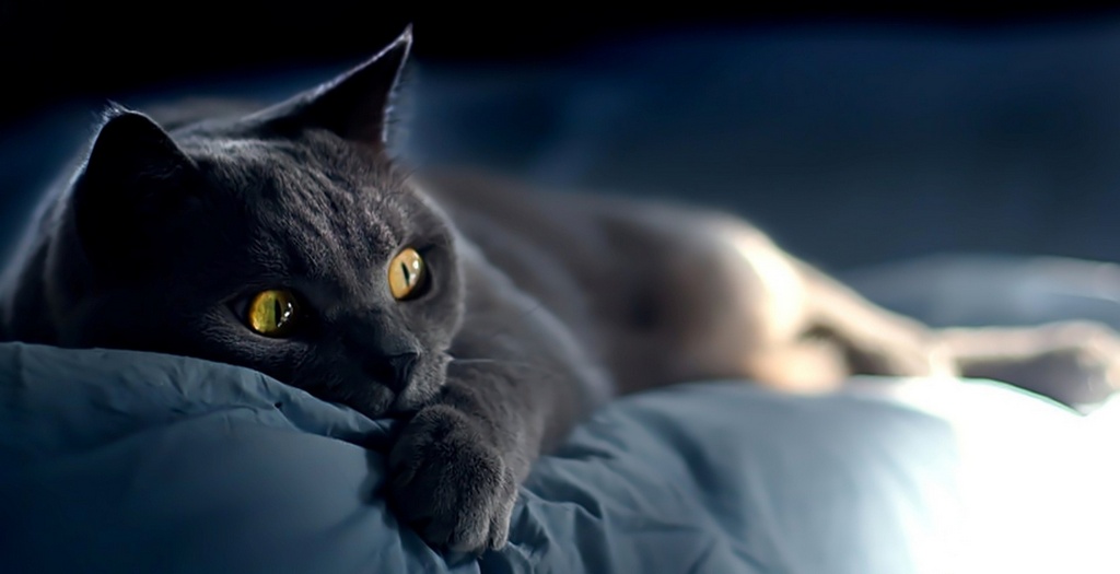 Объявления о кошках | ЗооТом - продажа, вязка и услуги для животных в Хабаровске