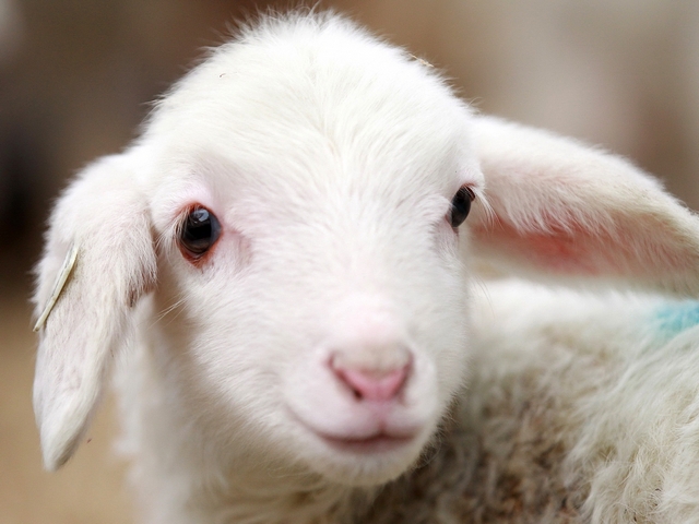 Овцы и бараны в Хабаровске | ЗооТом портал о животных