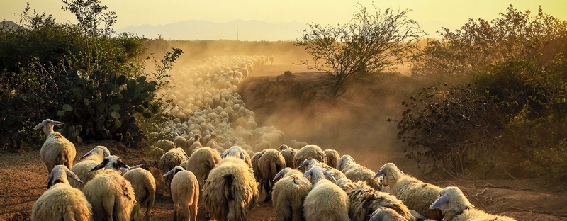 Все об овцах в Хабаровске | ЗооТом портал о животных