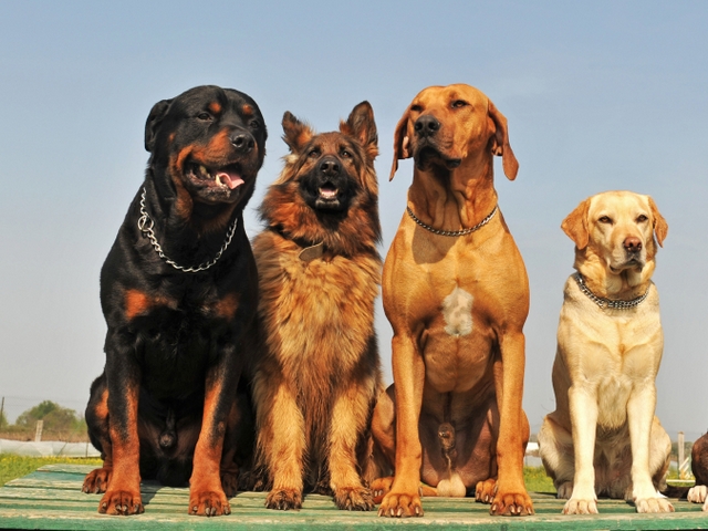 Крупные породы собак в Хабаровске | ЗооТом портал о животных