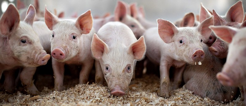 Все о свиньях в Хабаровске | ЗооТом портал о животных
