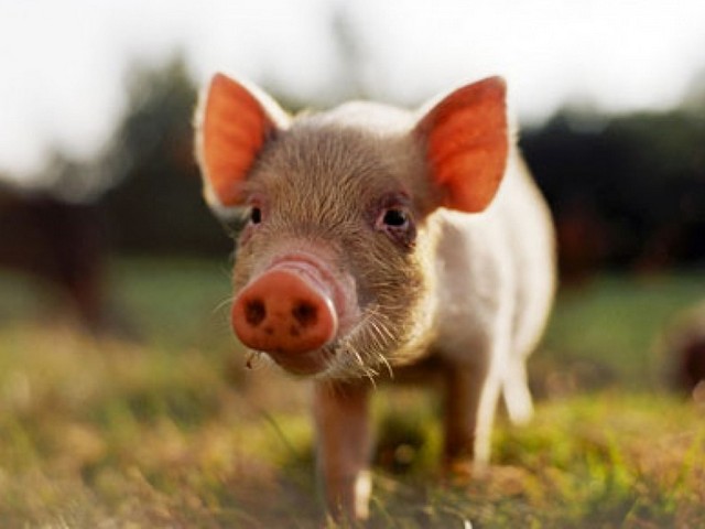 Все о свиньях в Хабаровске | ЗооТом портал о животных