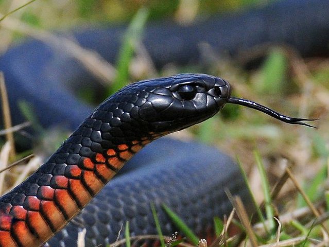 Все о змеях в Хабаровске | ЗооТом портал о животных
